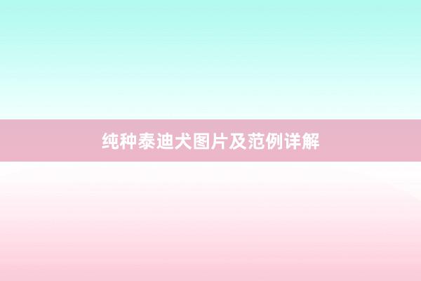 纯种泰迪犬图片及范例详解
